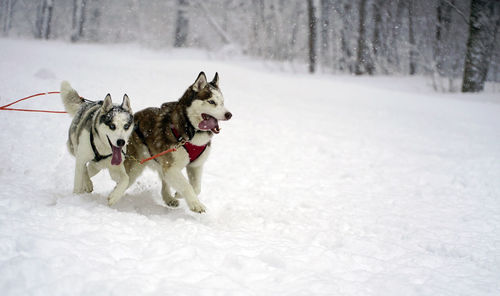 Dog running on snow covered land