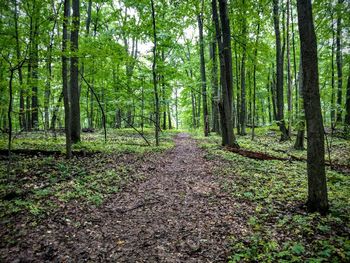 Trees in forest