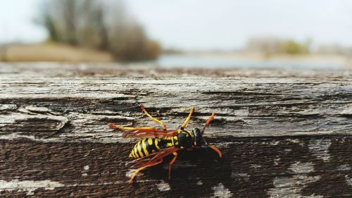 Close-up of hornet on log at forest