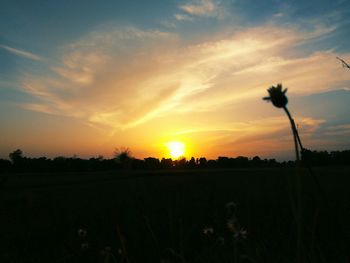 Silhouette trees on field against sky during sunset