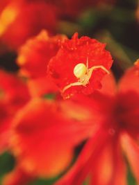 Close-up of red flower