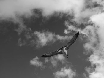 Low angle view of seagull flying in sky