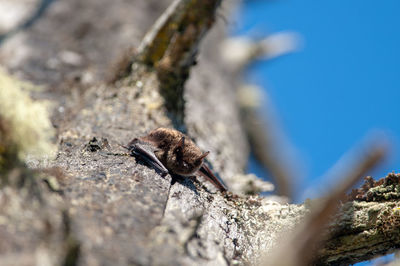 Close-up of insect on rock