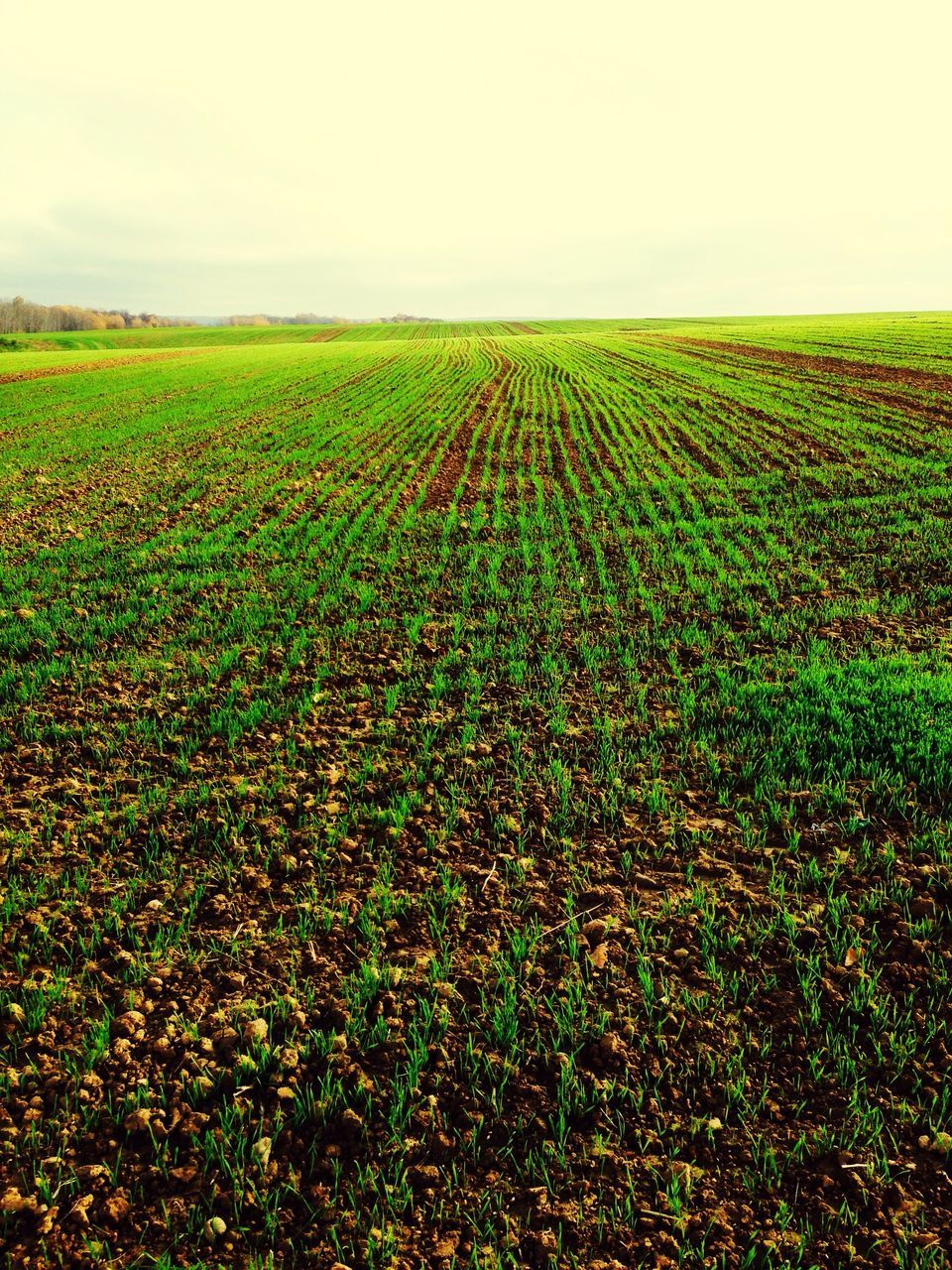 growth, field, landscape, agriculture, rural scene, green color, farm, nature, tranquil scene, scenics, tranquility, beauty in nature, sky, plant, fog, crop, horizon over land, no people, outdoors, day, distant, plantation, freshness, cultivated land, agricultural field, remote, farmland, cultivated, non-urban scene