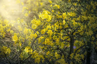 Yellow flowering plants on field