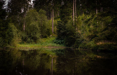 Scenic view of lake amidst trees in forest