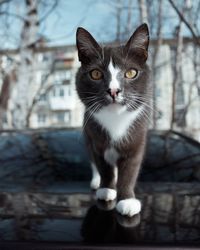 Close-up portrait of cat looking at camera