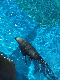 High angle view of dolphin in swimming pool