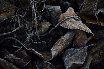 Close-up of dry leaf