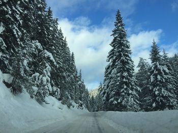 Trees against sky during winter