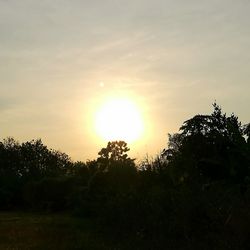 Silhouette trees against sky during sunset