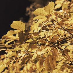 Close-up of wilted plant during autumn