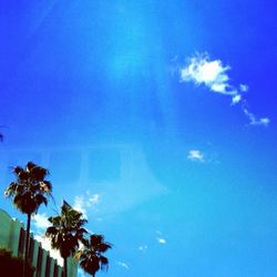 Low angle view of palm trees against blue sky