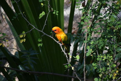 Close-up of bird perching on leaf