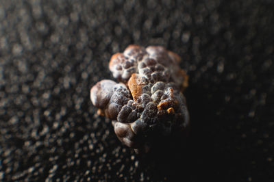 Macro extreme nephrolithiasis - close-up of a kidney stone renal calculus or nephrolitis on a black