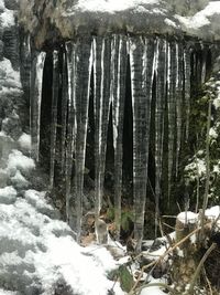 Panoramic shot of frozen trees on land