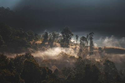 Trees in forest against sky during foggy weather