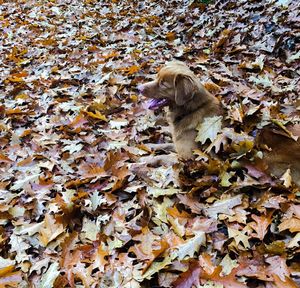Close-up of dog sitting on dry leaves