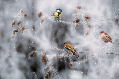 View of birds flying in snow