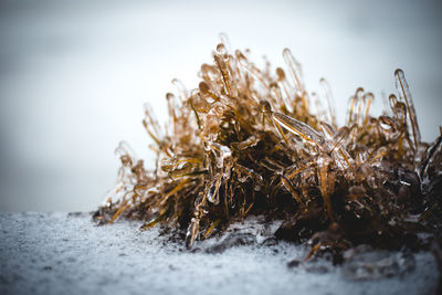 Close-up of dried plant on table