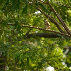 Bird perching on a tree