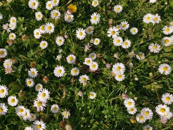 High angle view of white daisy flowers on field