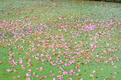 High angle view of pink flowering plants