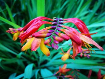 Close-up of pink flower