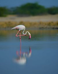 Bird in a lake