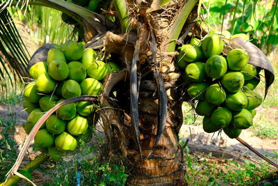 Fruits growing on tree