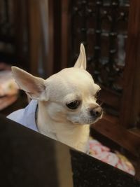 Close-up of a dog looking away