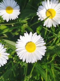 Close-up of white daisy flowers