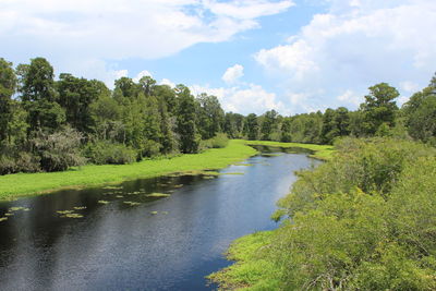 Scenic view of river amidst trees in forest against sky