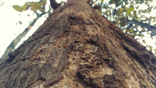 Low angle view of tree trunk