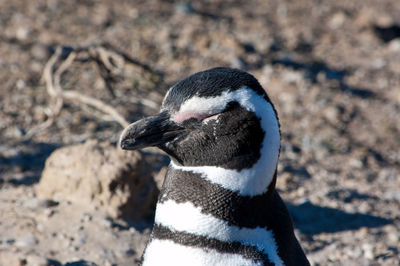 Close-up of penguin on land