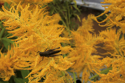 Close-up of insect on yellow flower