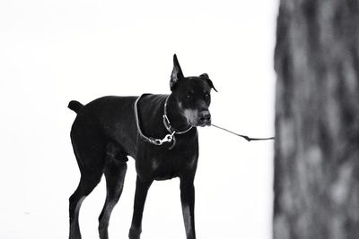 Low angle view of dog standing against sky