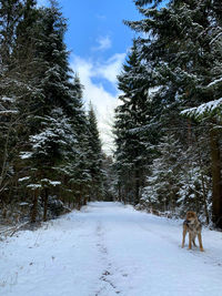 View of snow covered land and trees during winter