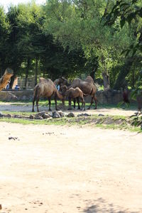 Horses on beach against trees