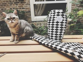 Cat sitting on table