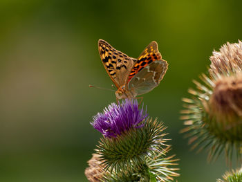 Close-up of butterfly pollinating on purple flower