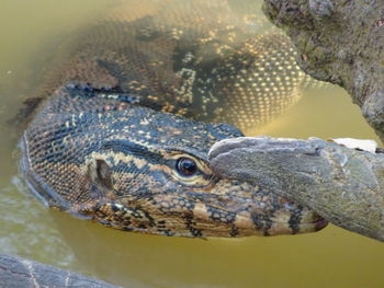 A close up view of varanus salvator in water