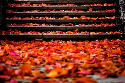 Autumn leaves on steps