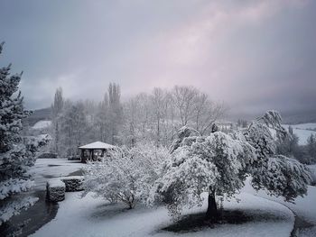 Snow covered plants against sky