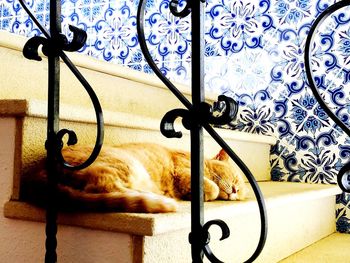 Close-up of cat hanging