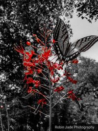 Close-up of flower tree