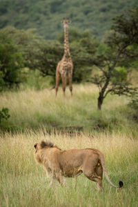 Male lion watches masai giraffe in savannah