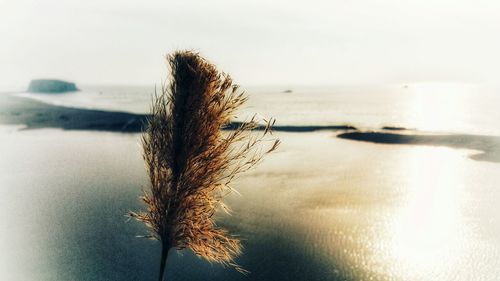 Close-up of plant on beach against sky