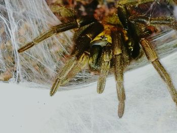 Close-up of spider