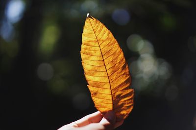 Close-up of hand holding autumn leaf